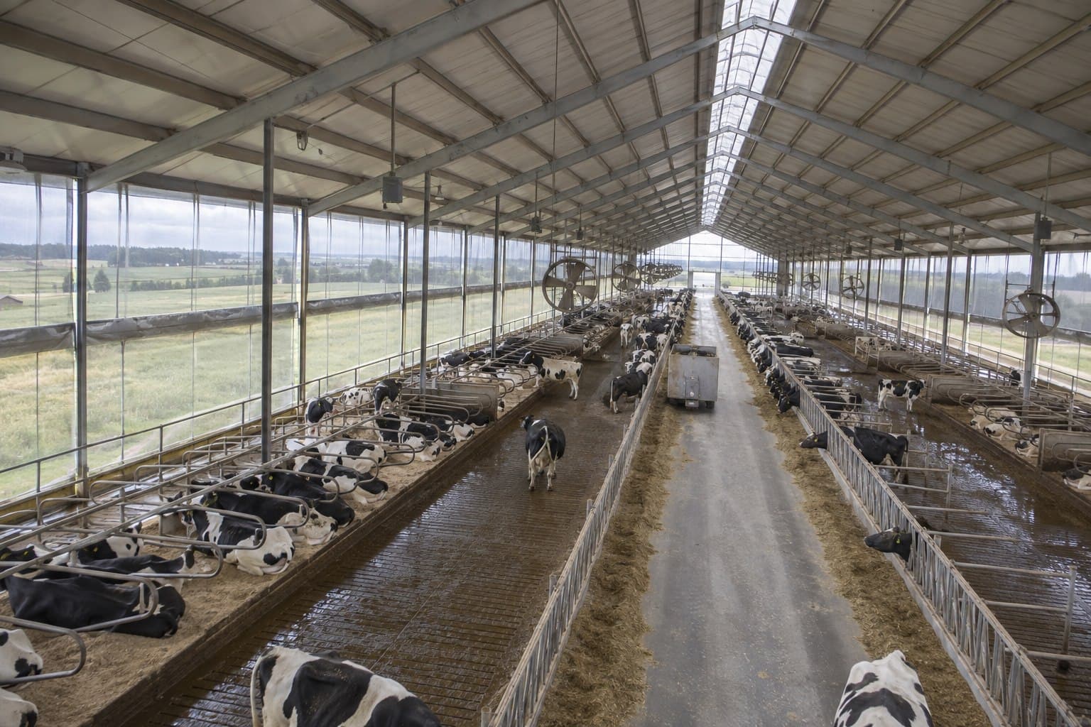 Large naturally ventilated dairy barn viewed from an elevated side angle